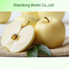 Golden Delicious Apple de la provincia de Shandong